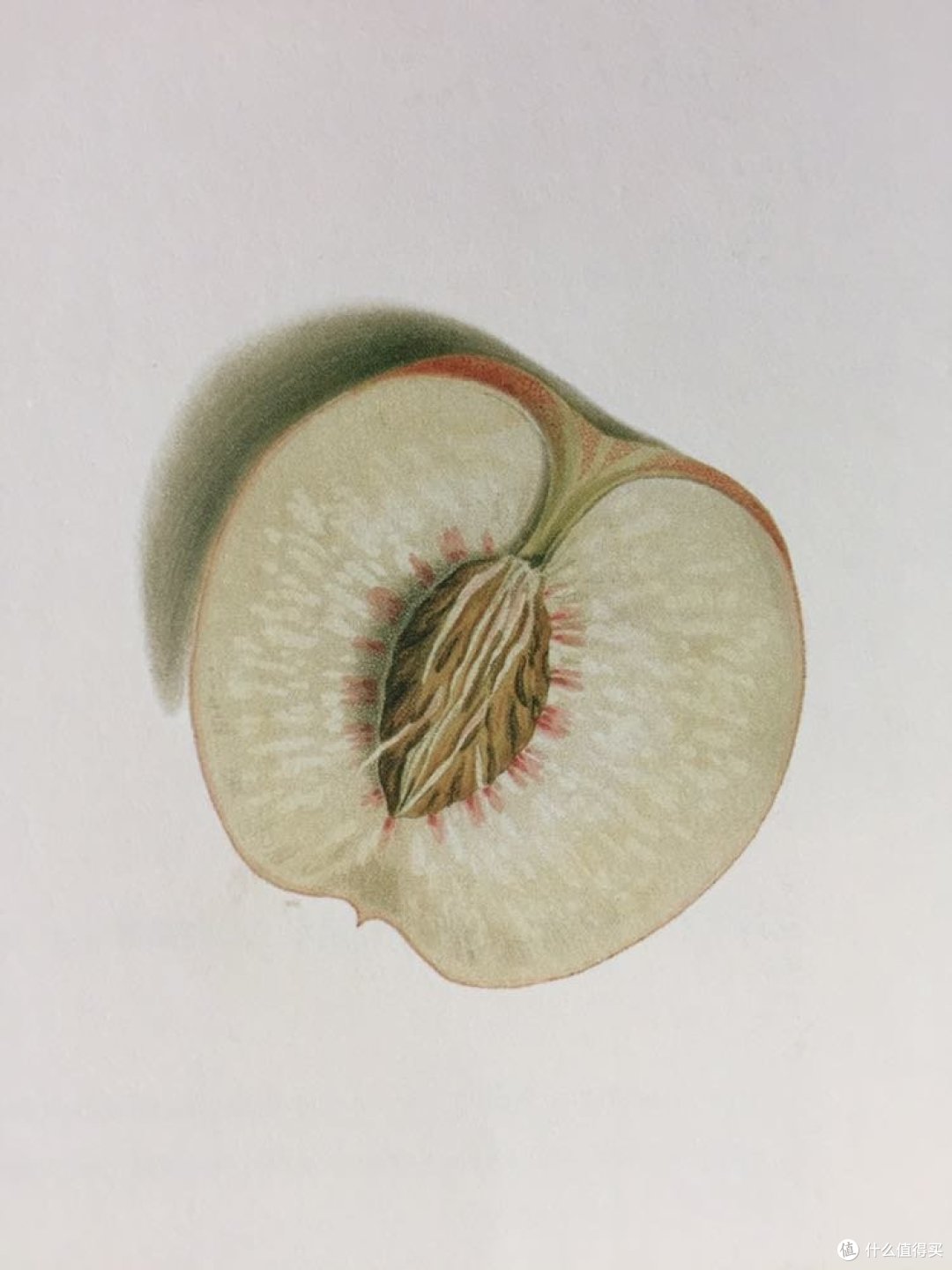 看着就很新鲜啊,但应该是脆桃吧