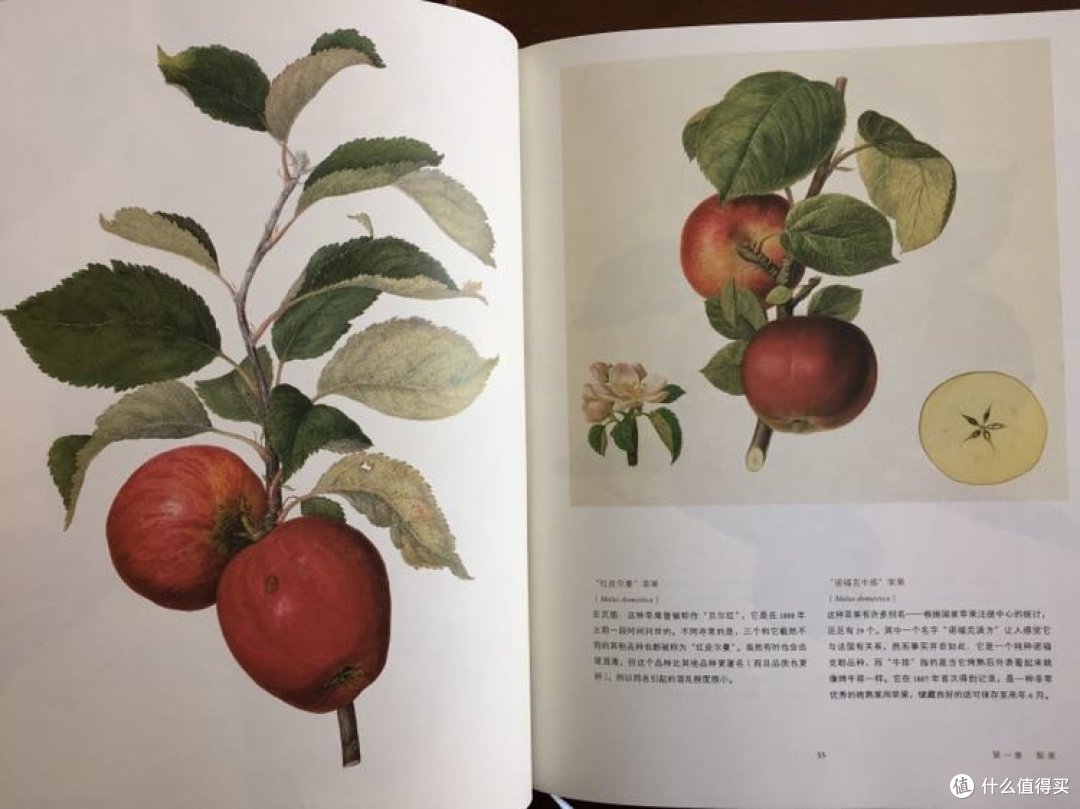 苹果也有生吃更美味和熟吃更香的区别哈