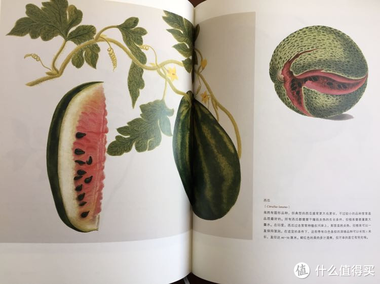 吃瓜群众的福音