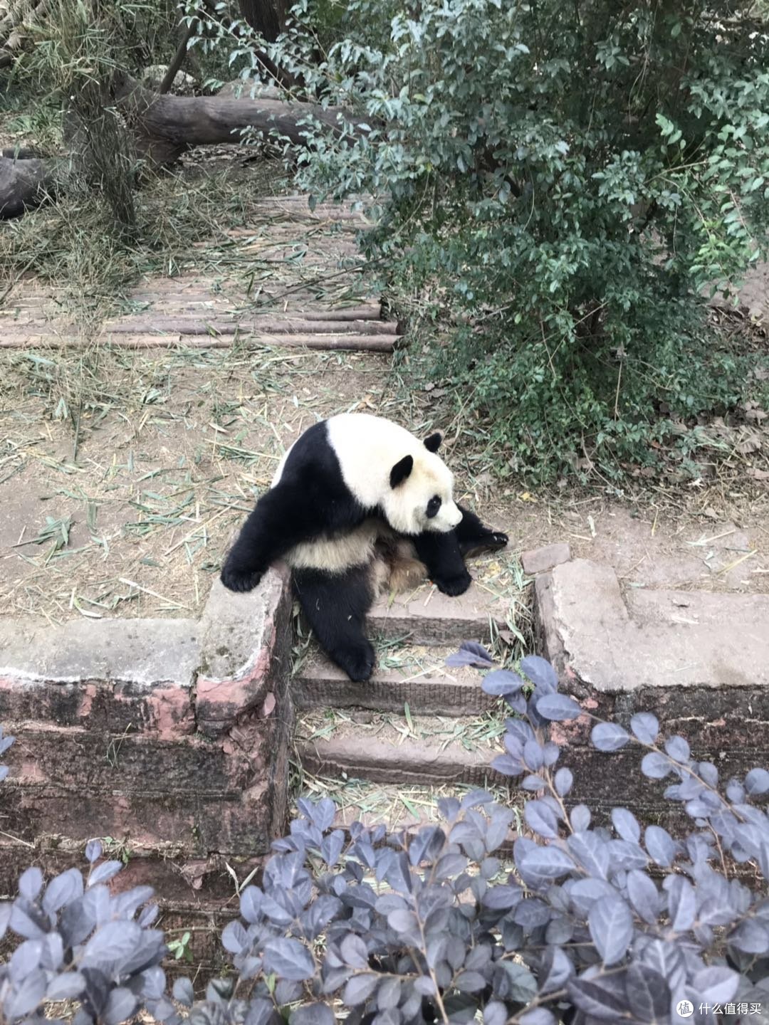 动静相宜妙韵生，成都游记（中）