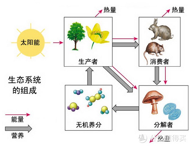 一缸一世界——懒人鱼缸可以是什么样子