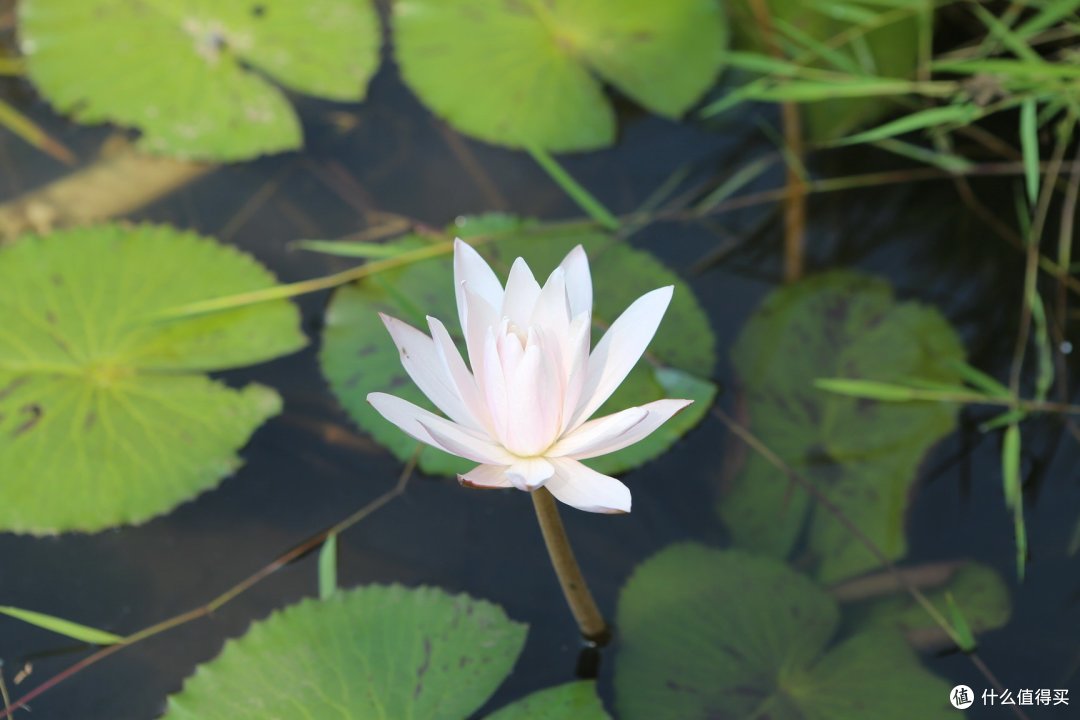 （中）琅勃拉邦篇