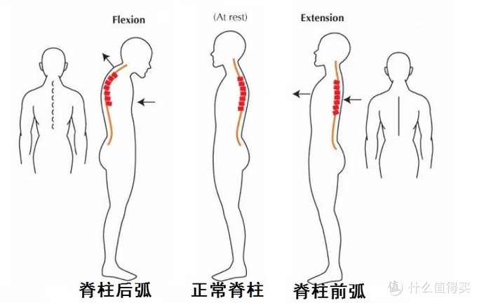 正常人背部形状图片