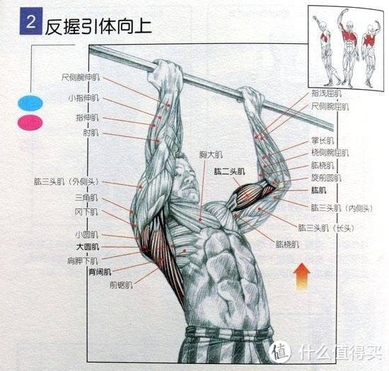 一篇搞定丨制定家庭引体向上练习计划，打造迷人背部曲线（附器材横评与推荐）