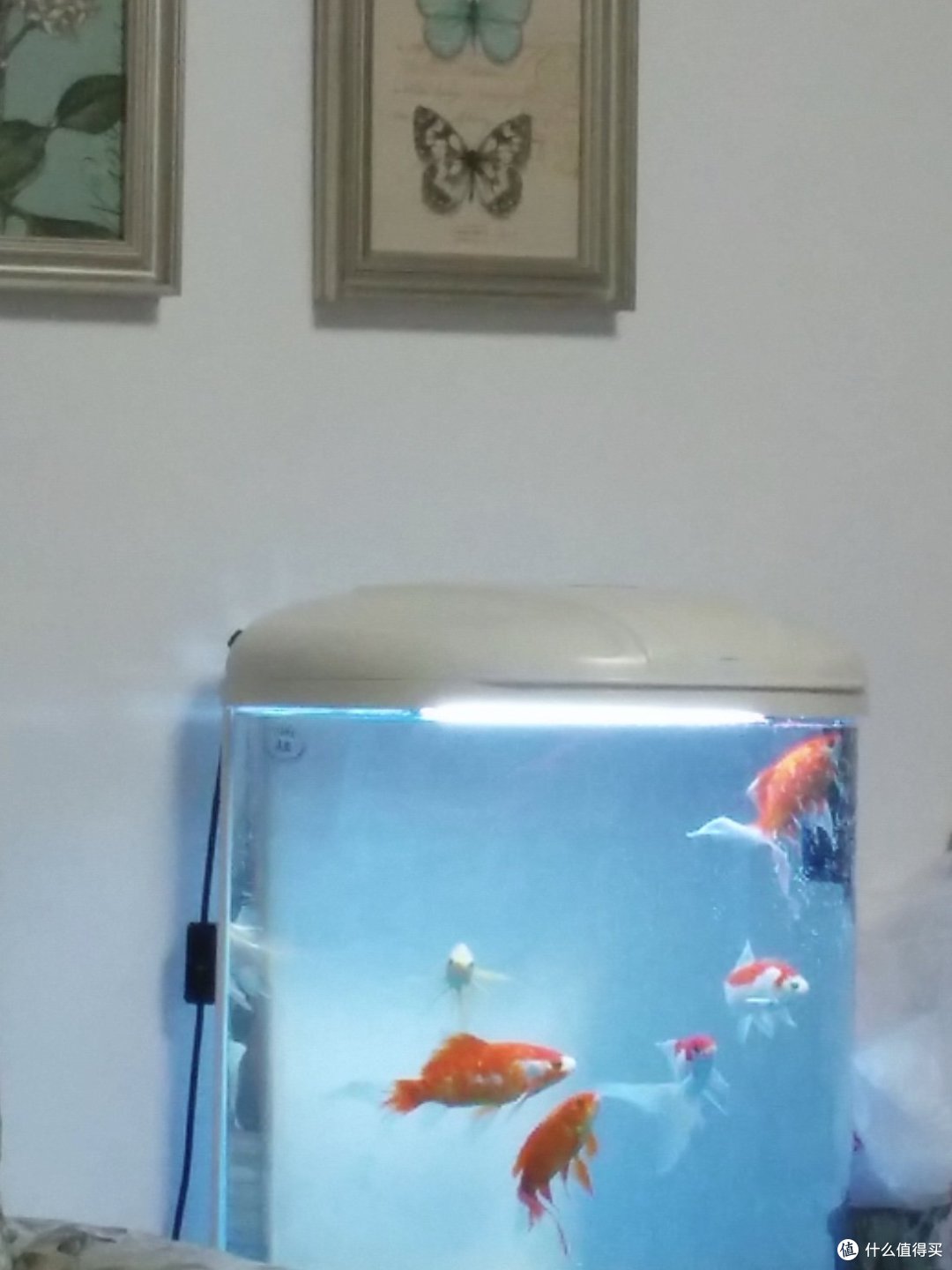 热弯水族缸