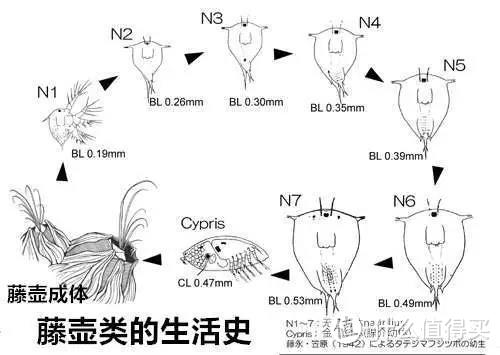 藤壶的生活史。图片：藤永元作，笠原昊 / タテジマフジツボの飼育と形態．動物学雑誌（1942）；汉化：千野youko