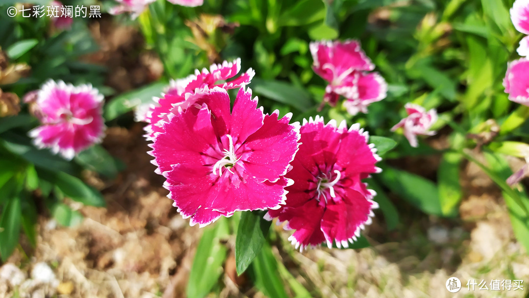 绿植和鲜花