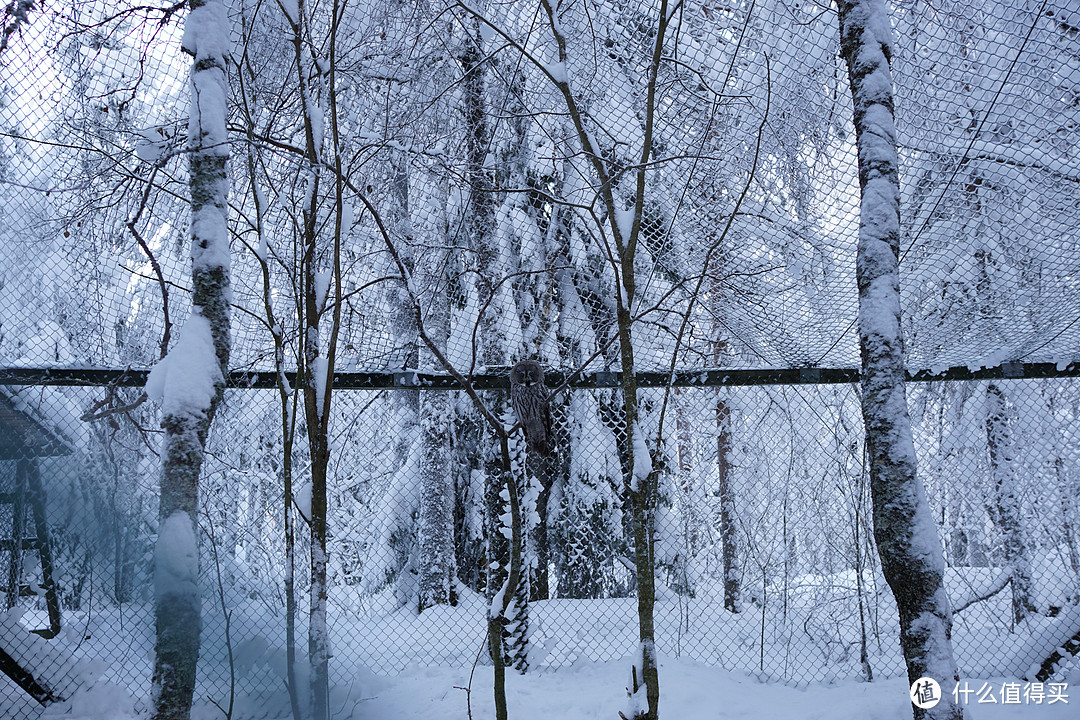 冰天雪地的世界，2个妹子的芬兰春节