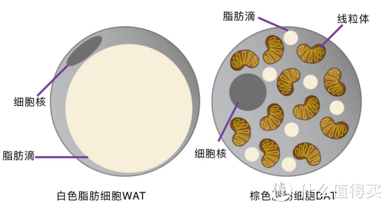 脂肪不全是坏的，多运动能减肥，这种脂肪有不小的功劳