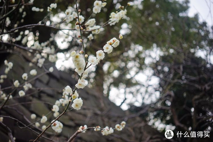 春游东京（镰仓，箱根）