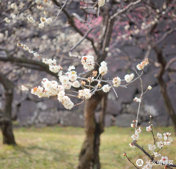 春游东京（镰仓，箱根）