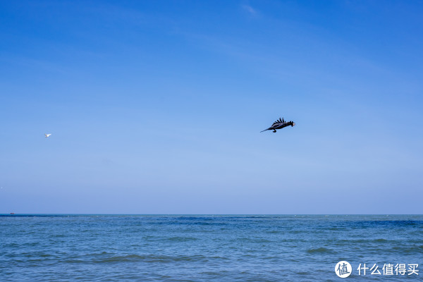 SIGMA 40mm  F 1.4 Art   |     F 6.3  1/1600s  ISO 320