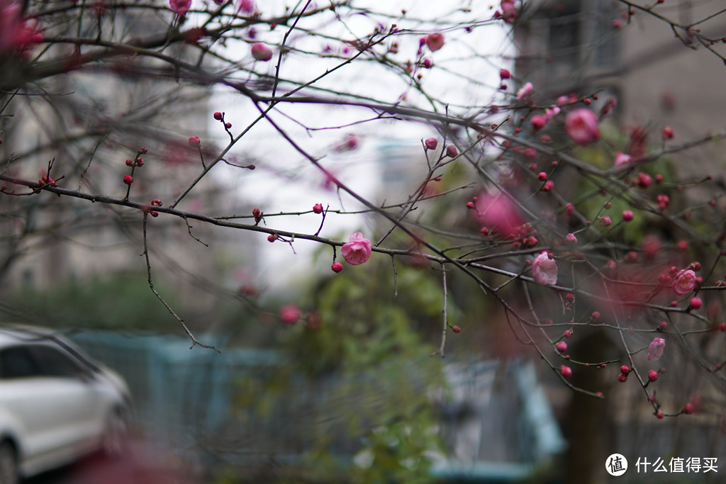 无脑大光圈之SIGMA 适马 30mm F1.4 DC DN 简晒