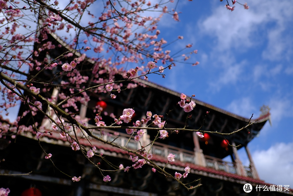 春光明媚何处找？古寺梅花两相好