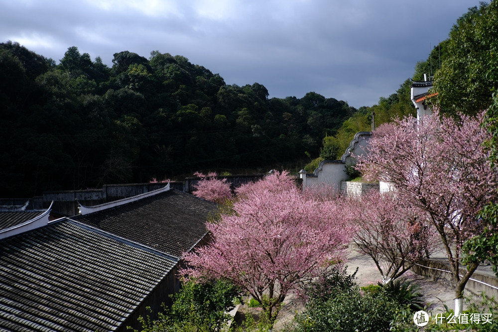 春光明媚何处找？古寺梅花两相好