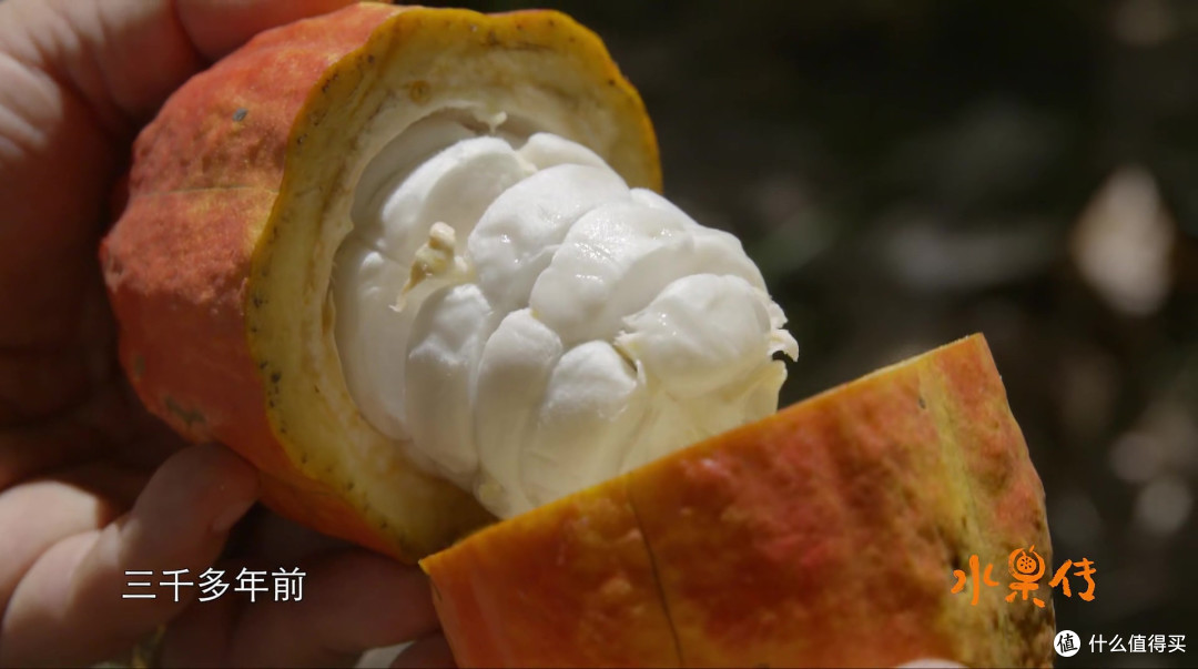 白色的可可豆果肉酸甜可口，惊不惊喜意不意外？