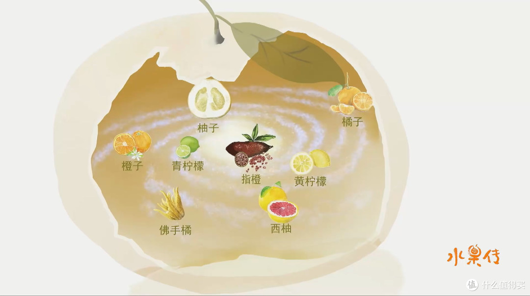 这些都是指橙的亲戚，所以它的味道既有柠檬的酸，也有柑橘的甜