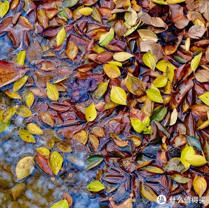 感受季节的馈赠：苏州天平山踏山寻枫