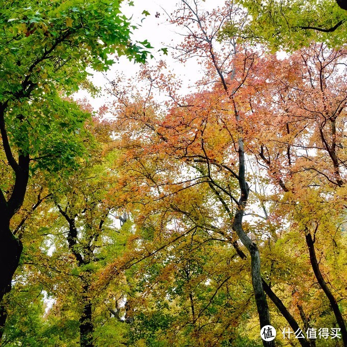 感受季节的馈赠：苏州天平山踏山寻枫