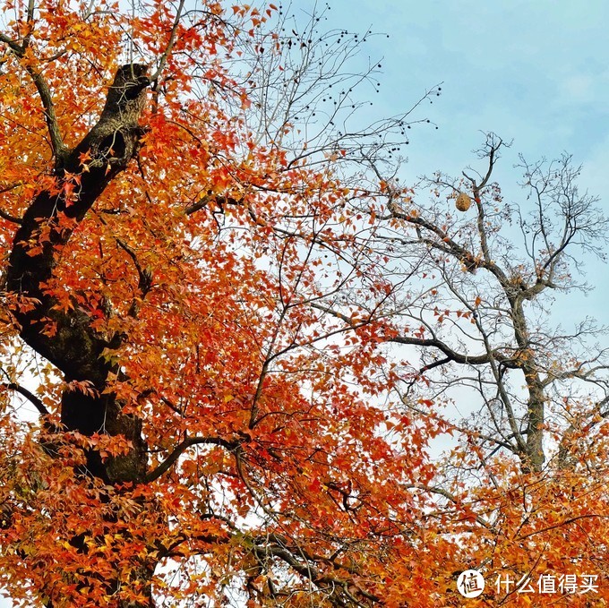 感受季节的馈赠：苏州天平山踏山寻枫