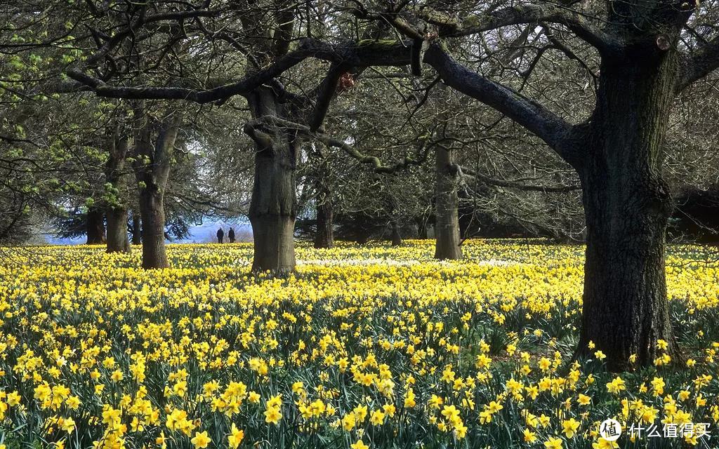 英国的春天是由黄水仙唤醒的。图片：ukgardenphotos /Flickr
