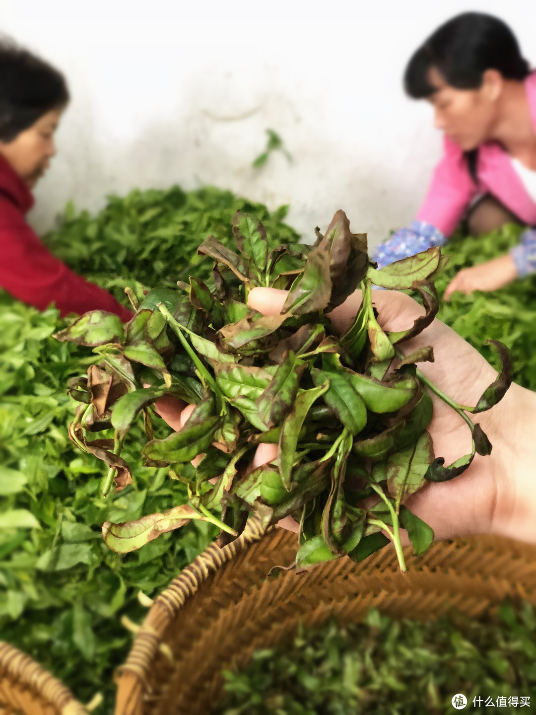 两万字长文,深度了解凤凰单丛与潮汕工夫茶