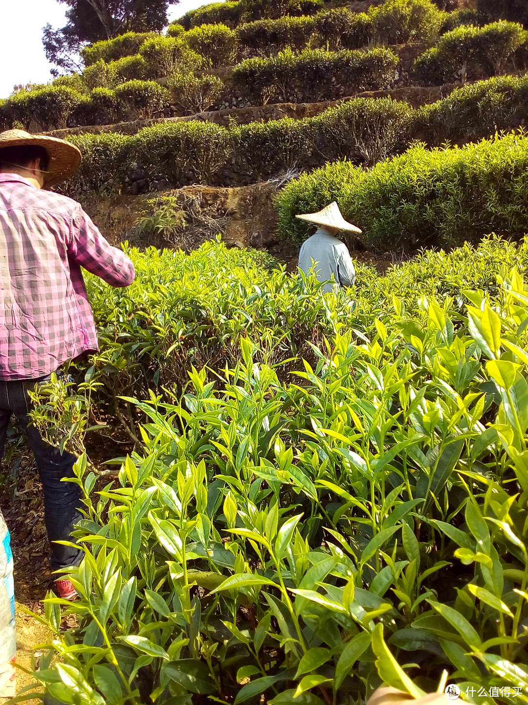 两万字长文,深度了解凤凰单丛与潮汕工夫茶