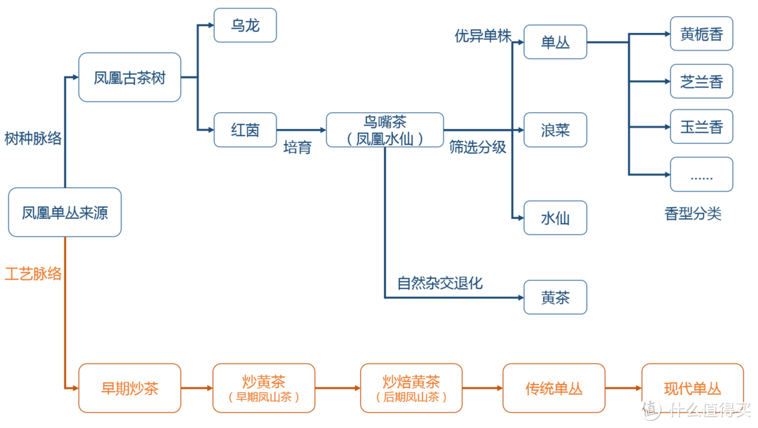 两万字长文，深度了解凤凰单丛与潮汕工夫茶