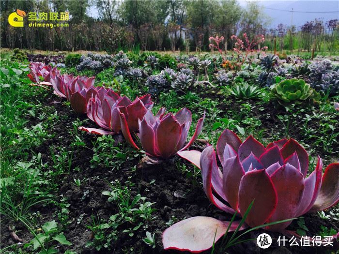 云南多肉……啥都不用，就这么种下去了……