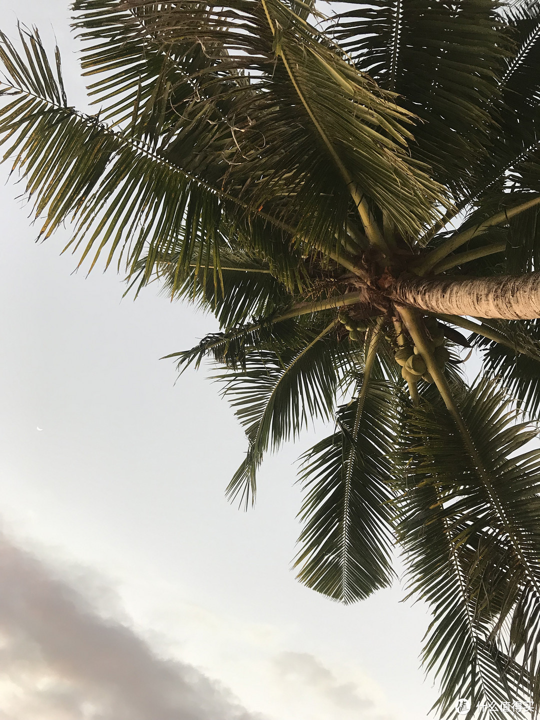 挂着大椰子的树，莫名有点担心椰子砸到头