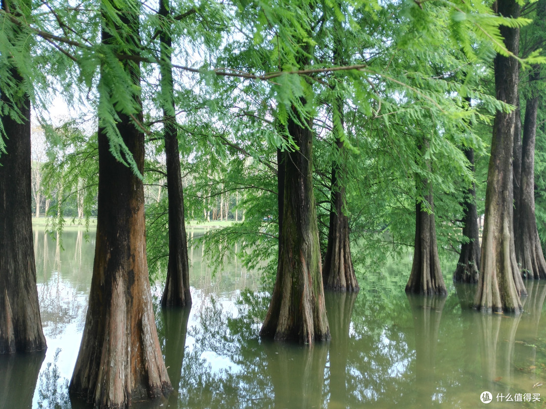 天河悠悠岁月，绿植勃勃生机