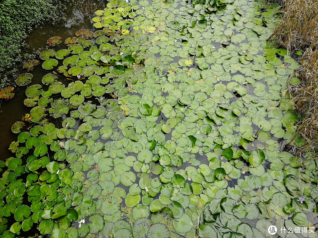 天河悠悠岁月，绿植勃勃生机