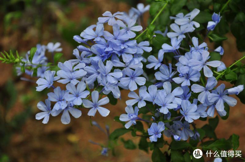 喜欢她，送她一束花。爱她，就送她一个花---园,来搞花花收藏（附带海量图片和介绍）