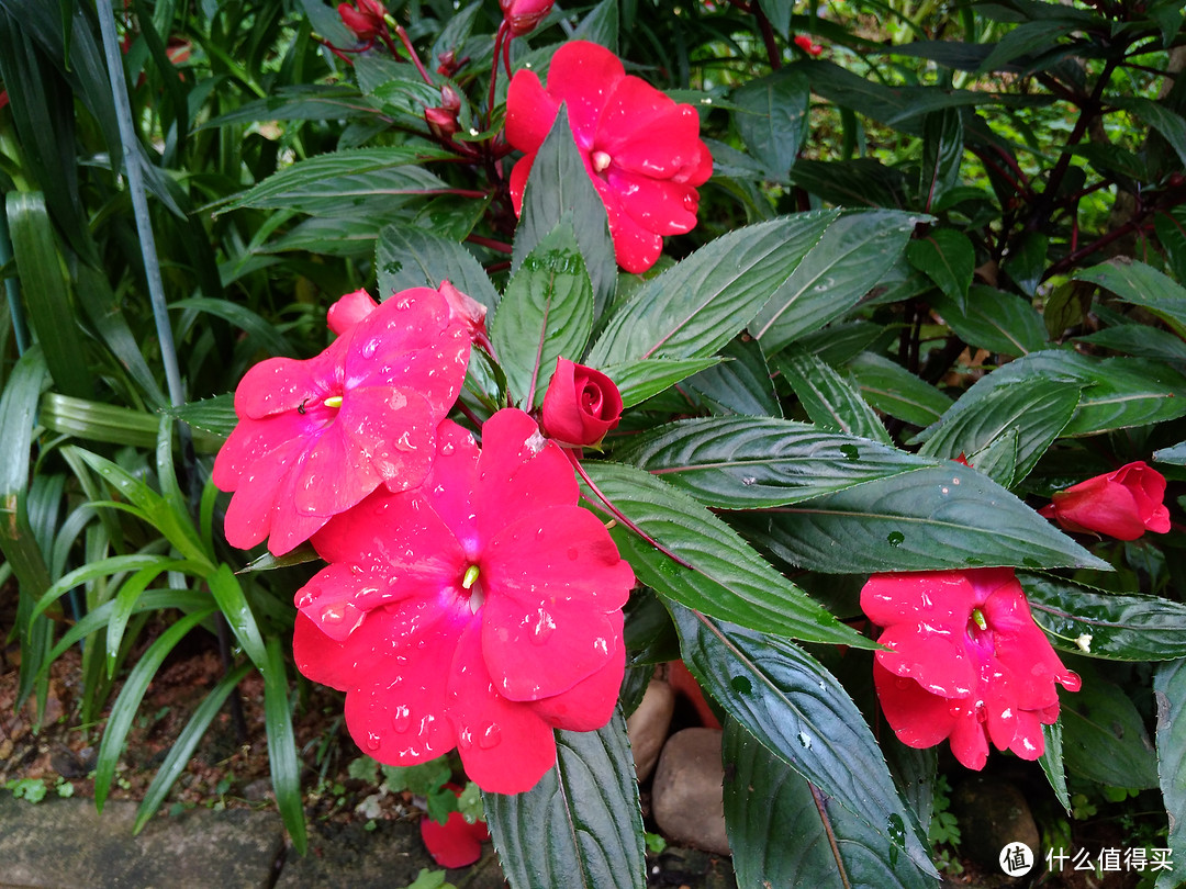 新几内亚凤仙，，另外一个品种的凤仙花，种花种出好多国家名字啊。