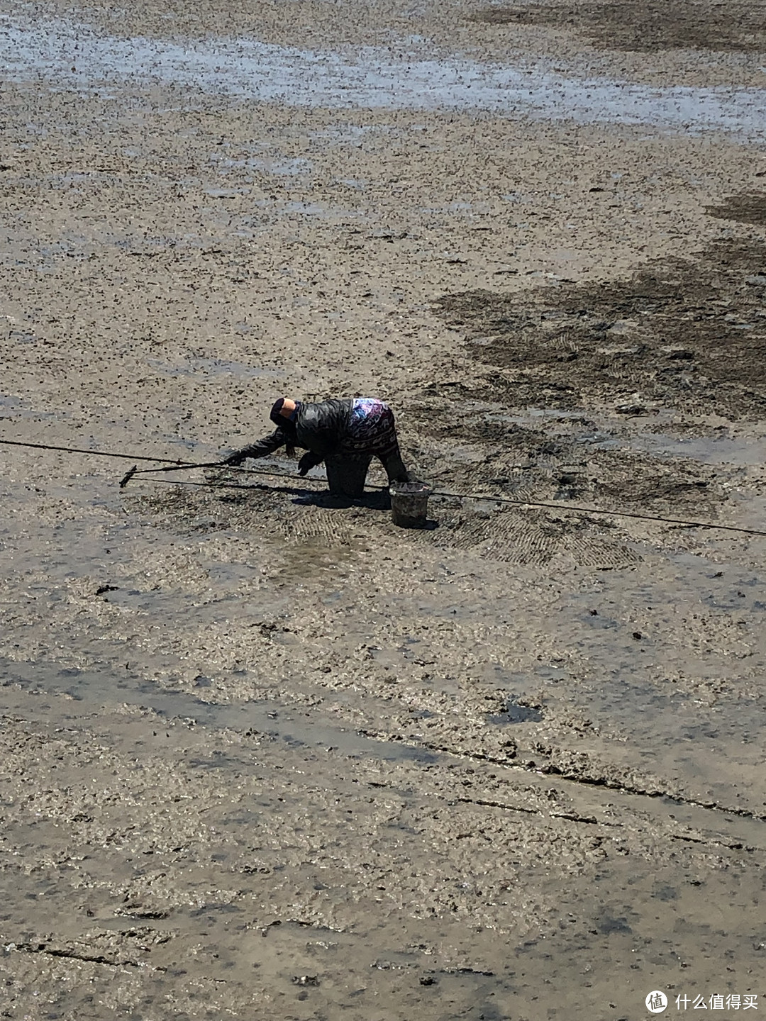 泥滩，抓蛤蜊的