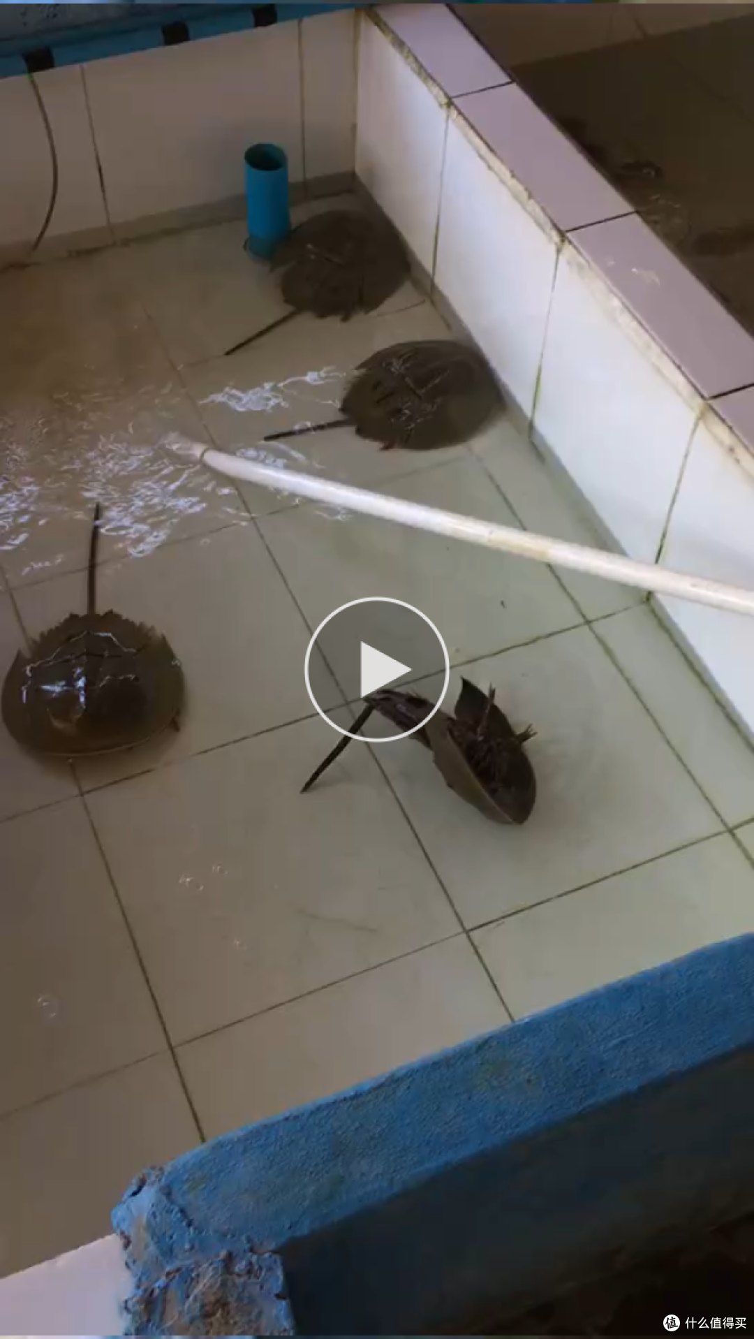 鲎,不知道咋吃