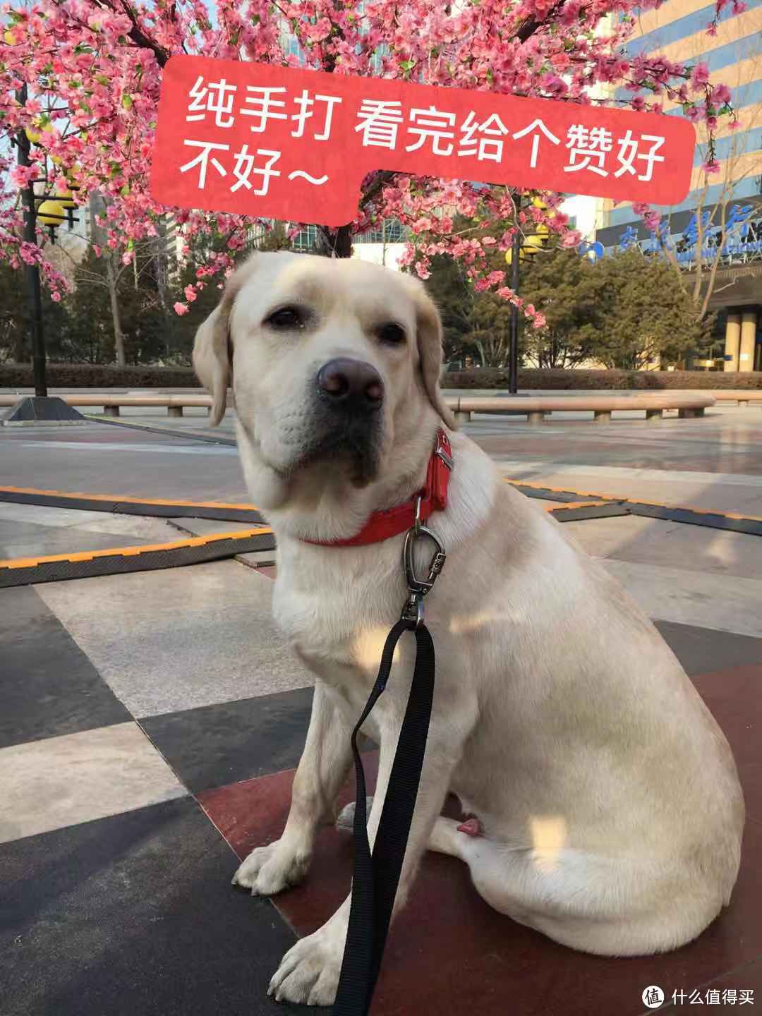 狗狗吃啥?看这篇就够了 超多干货让你化身老司机 (多图)