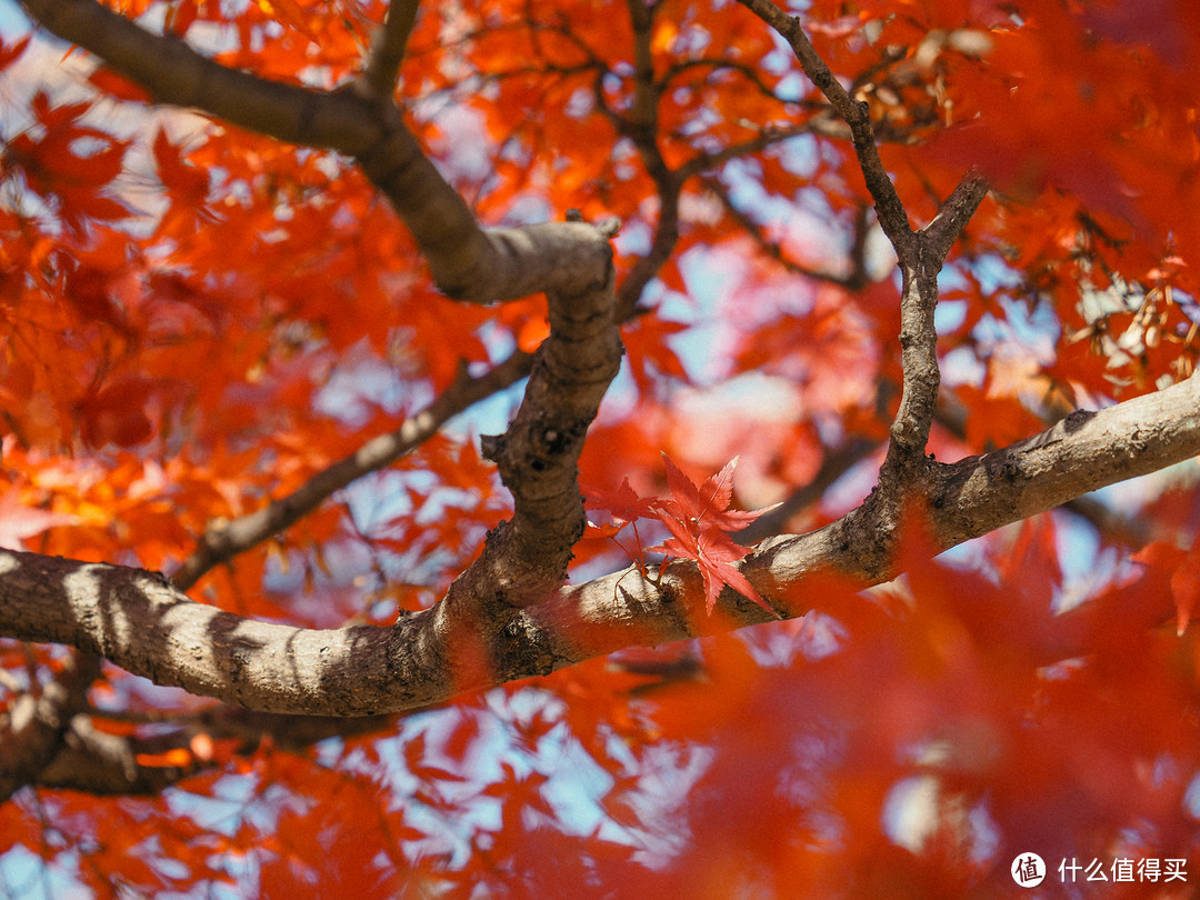 升值2倍的镜头 松下45-175mm F4.0-5.6 使用心得