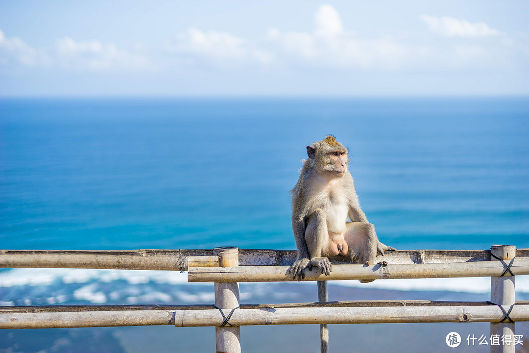 巴厘岛猴子