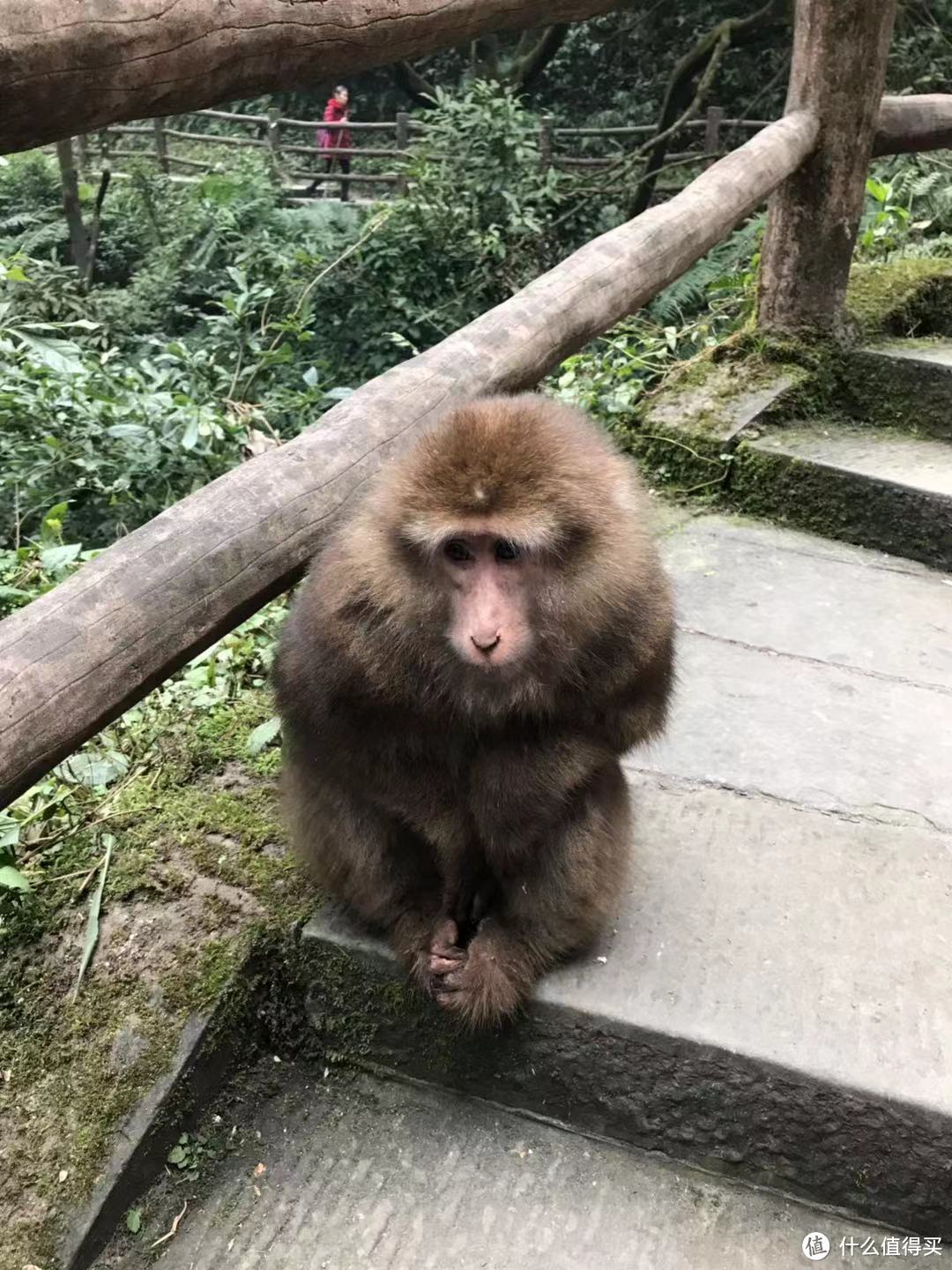 动静相宜妙韵生，成都游记（下）—— 峨眉山的猴