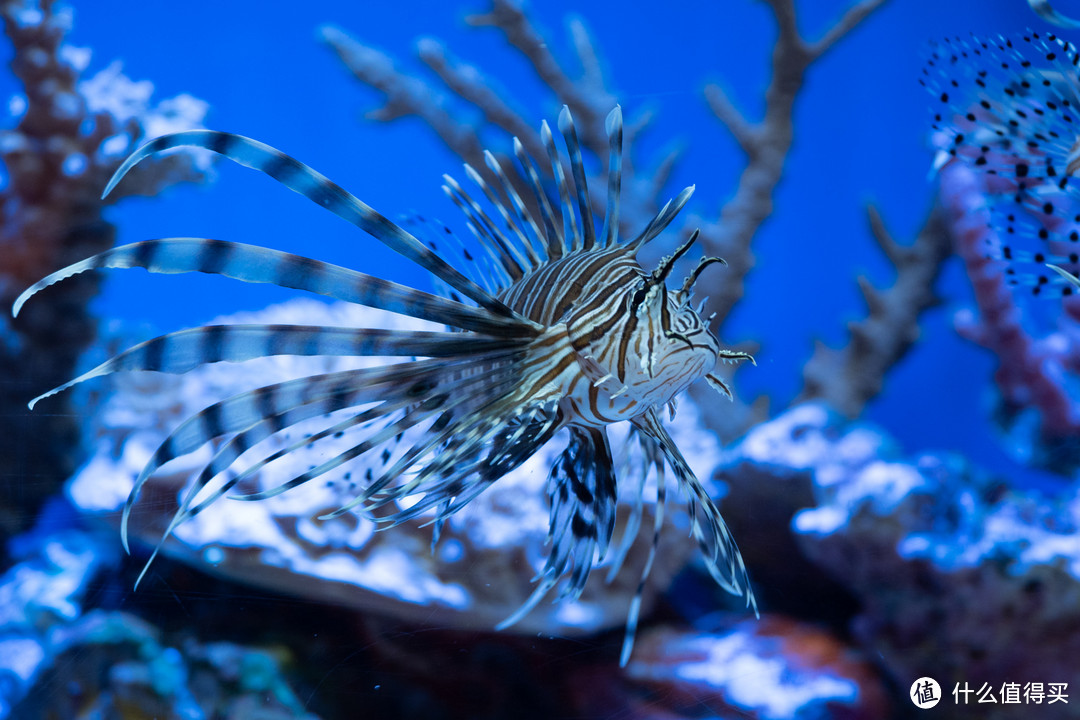 上海带娃两日游：自然博物馆+海洋水族馆