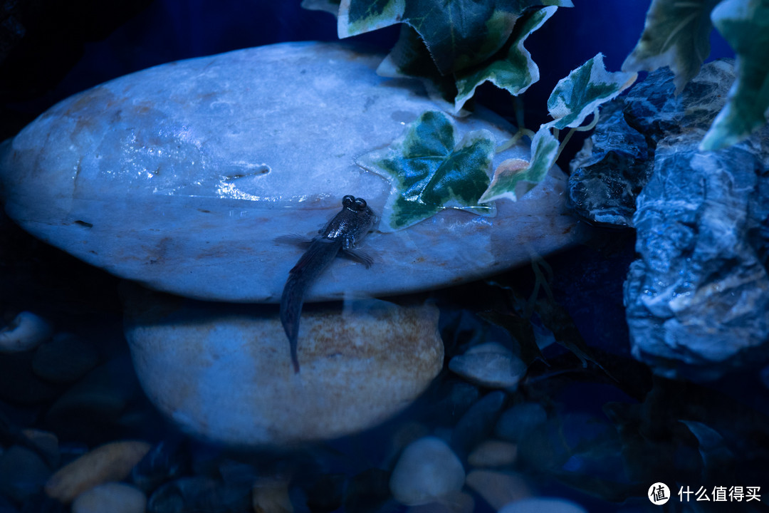 上海带娃两日游：自然博物馆+海洋水族馆