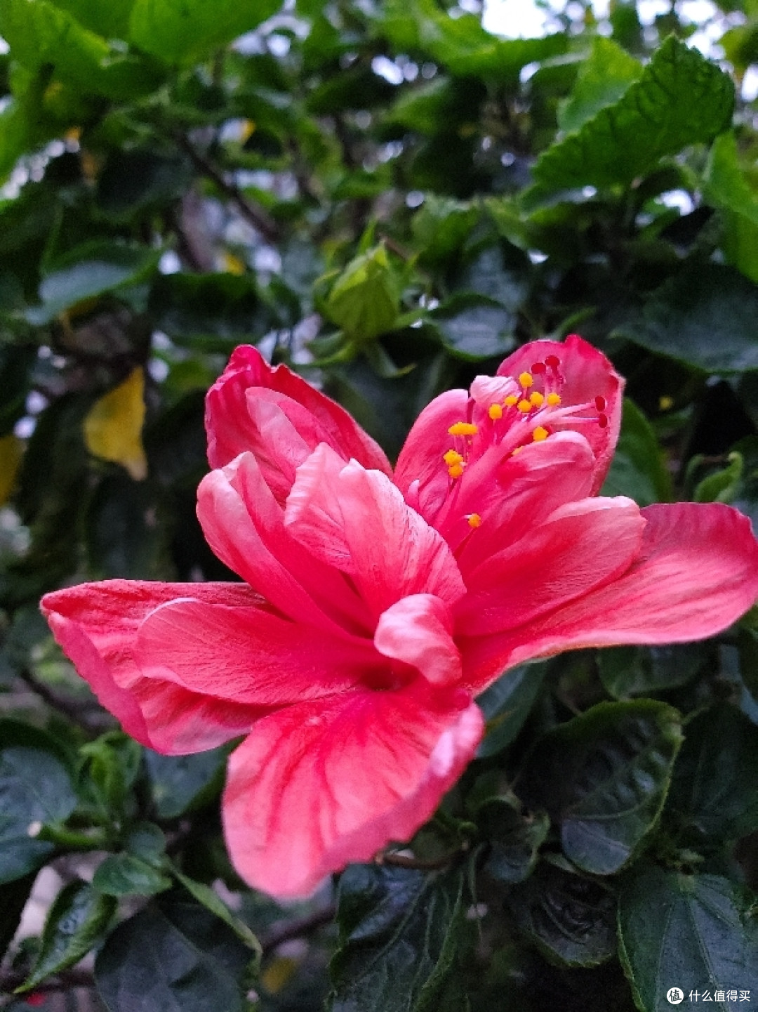 “瑕不掩瑜”——三星 S10+ 两周体验评测