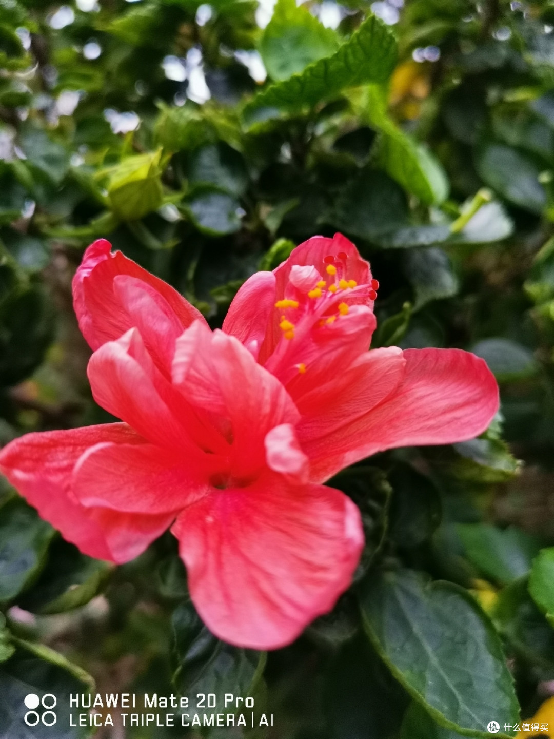 “瑕不掩瑜”——三星 S10+ 两周体验评测