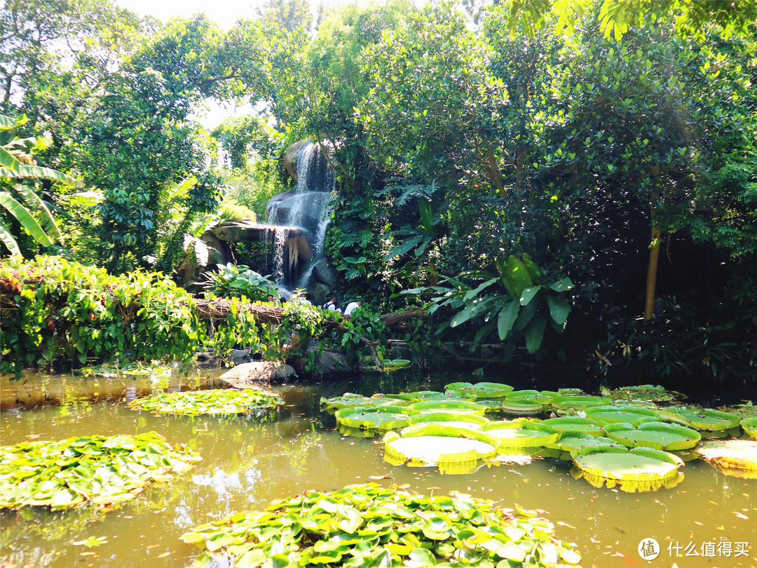 第三天：游览网红景点植物园，在人少景美的海上明珠观光塔鸟瞰厦门