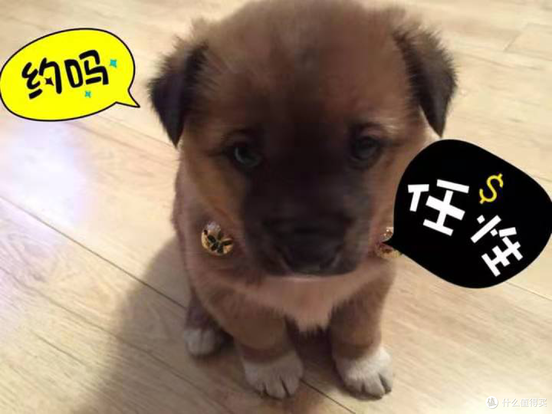 养狗注意事项 小狗口臭是要吃绿箭了吗 狗粮 什么值得买