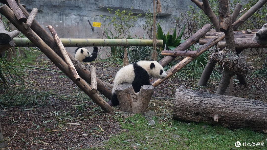 全场最闪亮的仔,没有之一