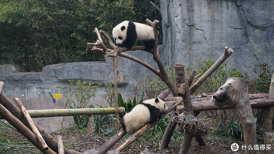 楼主一家没动地儿，在这3只熊猫的地方看了大概1个小时，又是拍照又是录像，不亦乐乎~孩子喜欢的不得了！