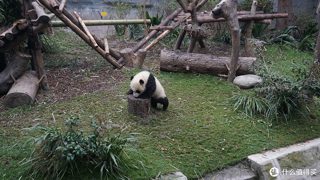 起床要早 动作要快---成都大熊猫繁育研究基地游览不完全指北