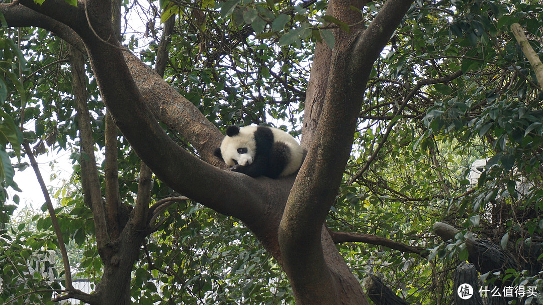起床要早 动作要快---成都大熊猫繁育研究基地游览不完全指北